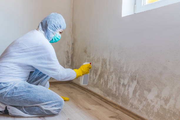 Licensed Mold Inspection service in Berryville, VA - WQB Mold Removal