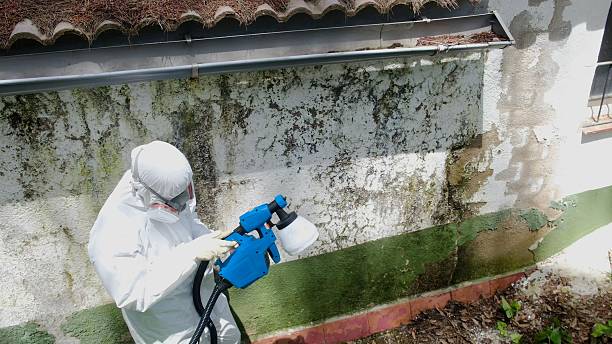 Top rated local Mold Inspection specialists in Berryville, VA